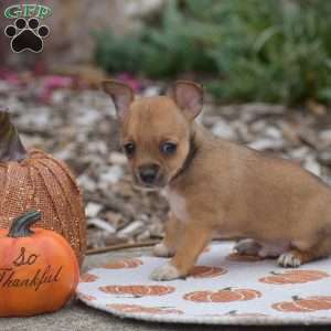 Cody, Chihuahua Puppy