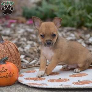 Cody, Chihuahua Puppy