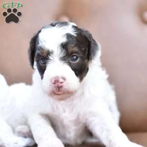 Aurora, Miniature Poodle Puppy