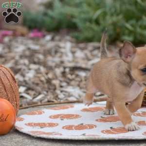 Cody, Chihuahua Puppy
