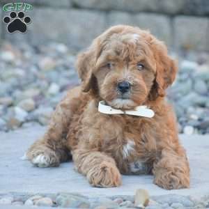 Bailey, Mini Goldendoodle Puppy