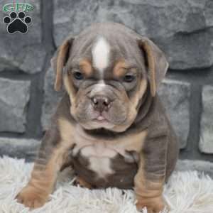 Bruno, Beabull Puppy