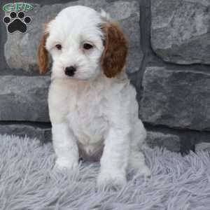 Sophie, Cavapoo Puppy