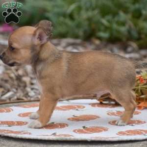 Cody, Chihuahua Puppy