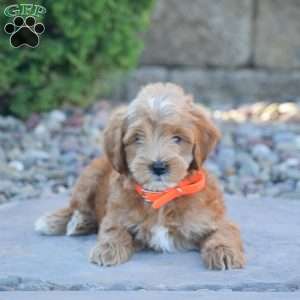 Ben, Mini Goldendoodle Puppy
