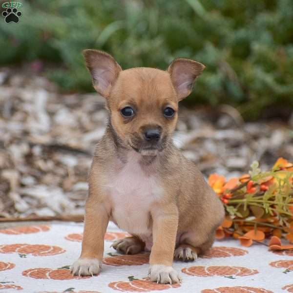 Cody, Chihuahua Puppy