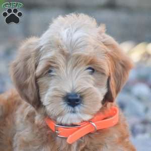 Ben, Mini Goldendoodle Puppy