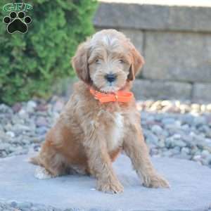 Ben, Mini Goldendoodle Puppy