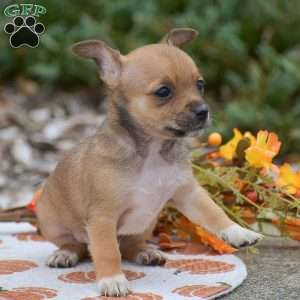 Cody, Chihuahua Puppy