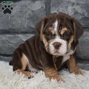 Bubba, Beabull Puppy