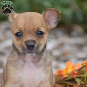 Cody, Chihuahua Puppy