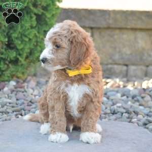 Bruno, Mini Goldendoodle Puppy