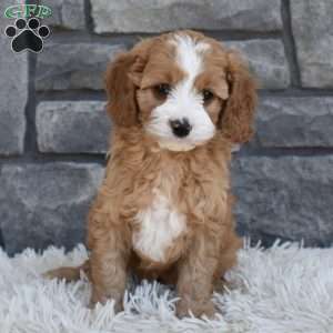 Snickers, Cavapoo Puppy