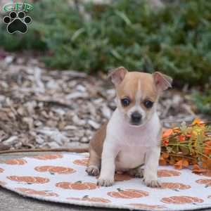 Cooper, Chihuahua Puppy