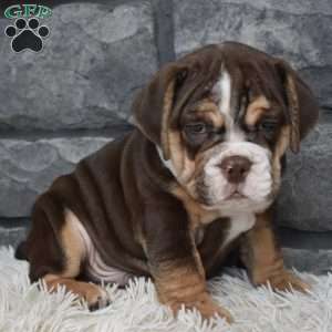 Bubba, Beabull Puppy