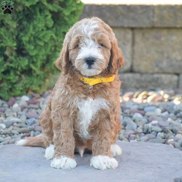 Bruno, Mini Goldendoodle Puppy