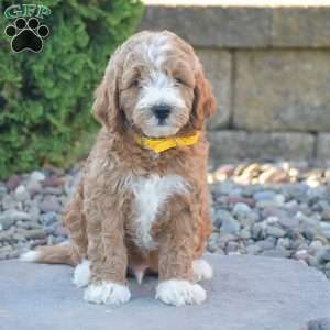 Bruno, Mini Goldendoodle Puppy