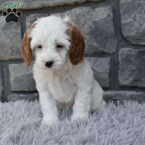 Sophie, Cavapoo Puppy