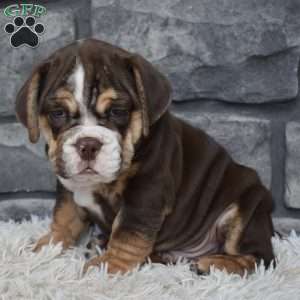 Bubba, Beabull Puppy