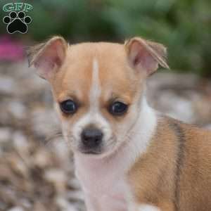 Cooper, Chihuahua Puppy