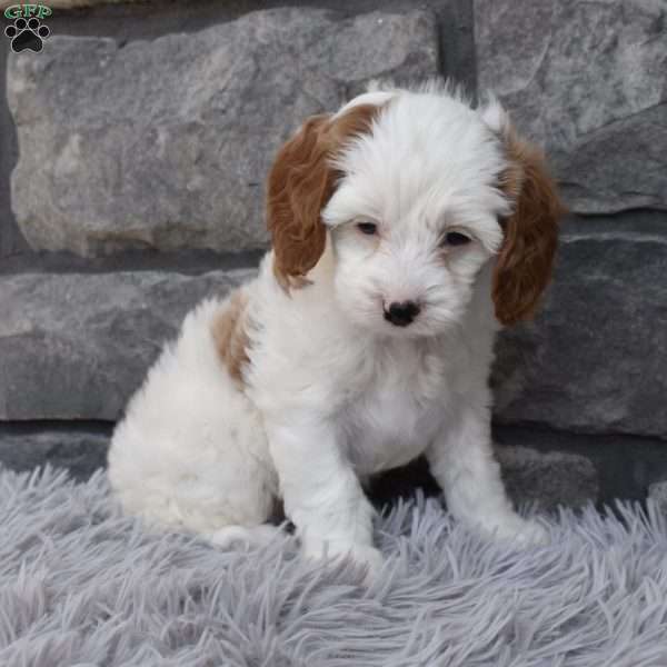Sophie, Cavapoo Puppy