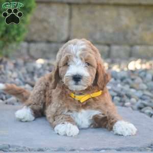 Bruno, Mini Goldendoodle Puppy