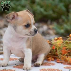 Cooper, Chihuahua Puppy