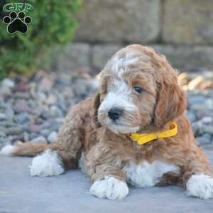 Bruno, Mini Goldendoodle Puppy