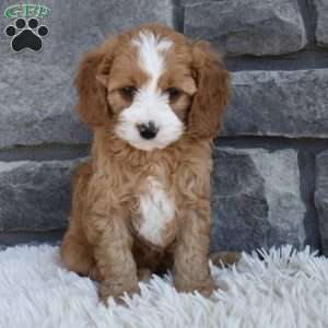 Snickers, Cavapoo Puppy