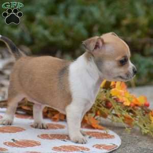 Cooper, Chihuahua Puppy