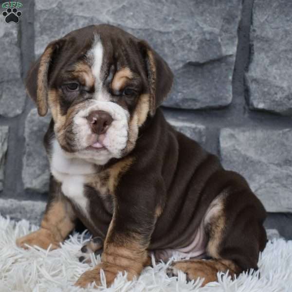 Bubba, Beabull Puppy