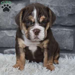 Bubba, Beabull Puppy