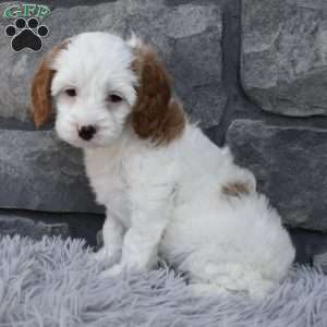Sophie, Cavapoo Puppy