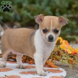 Cooper, Chihuahua Puppy