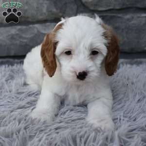 Sophie, Cavapoo Puppy