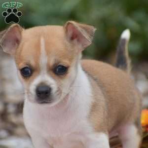 Cooper, Chihuahua Puppy