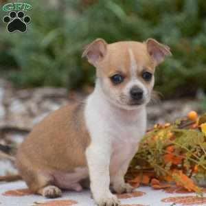 Cooper, Chihuahua Puppy