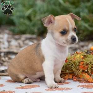 Cooper, Chihuahua Puppy