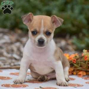Cooper, Chihuahua Puppy