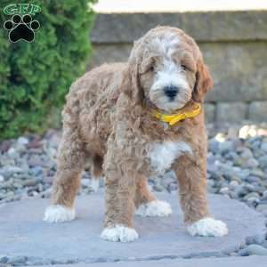 Bruno, Mini Goldendoodle Puppy