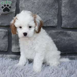 Stella, Cavapoo Puppy