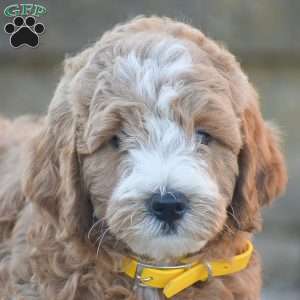 Bruno, Mini Goldendoodle Puppy