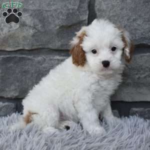 Stella, Cavapoo Puppy