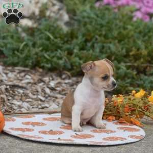 Cooper, Chihuahua Puppy