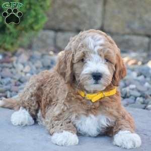 Bruno, Mini Goldendoodle Puppy