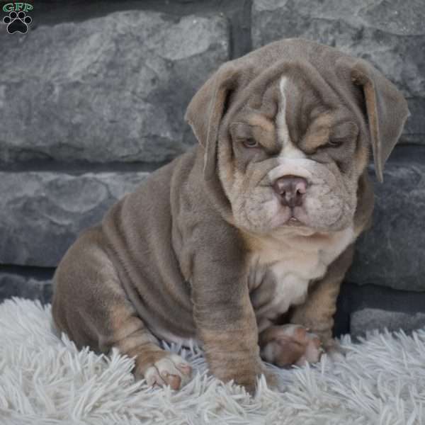 Buster, Beabull Puppy