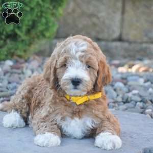 Bruno, Mini Goldendoodle Puppy