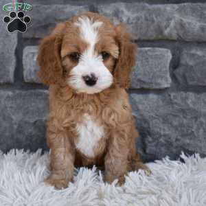 Snickers, Cavapoo Puppy
