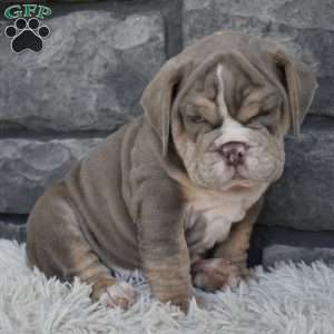 Buster, Beabull Puppy