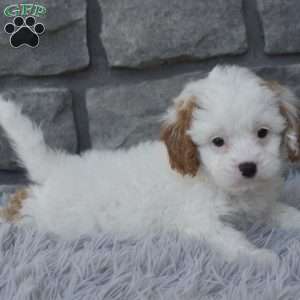 Stella, Cavapoo Puppy